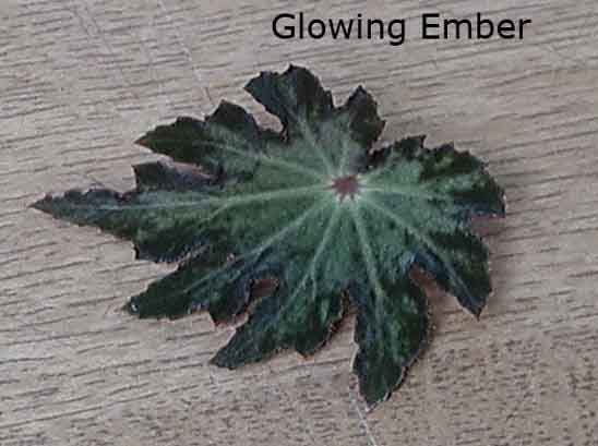 B. ‘Glowing Embers’